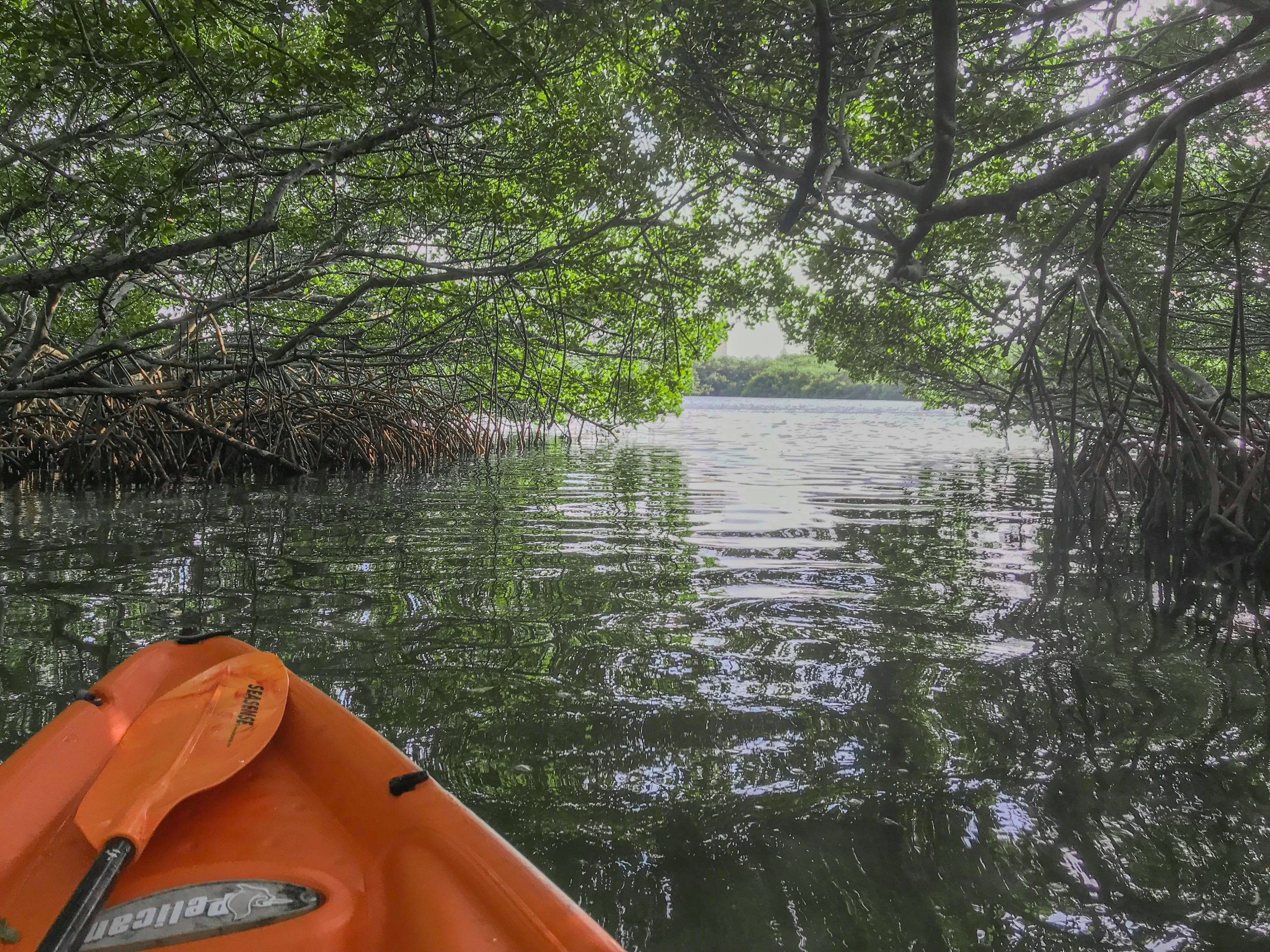 Kayaking through the serene mangroves near Lido Beach, a perfect start to the Sarasota adventure.