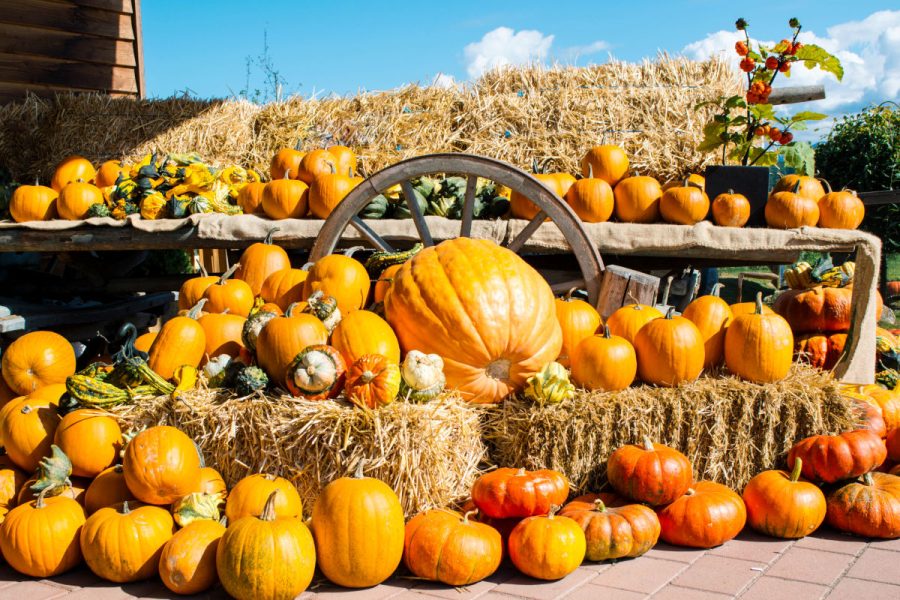 A Season of Fun: Top Fall Festivals in Sarasota, FL