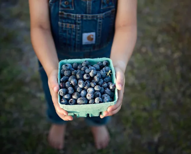 Discover the Sweet Tradition of Albritton Fruit Farms in Sarasota