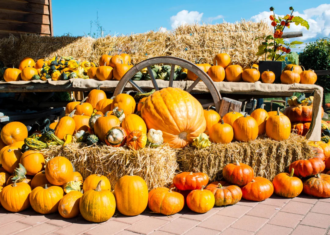Your Complete Guide to Enjoying Fall Festivities in Sarasota, Florida