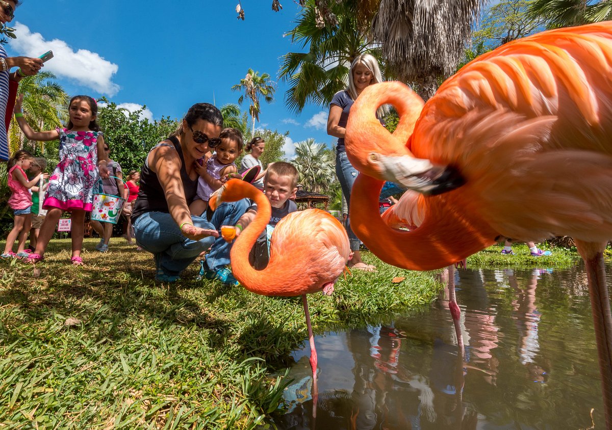 Flamingos, Friends, and Fun: A Day at Sarasota Jungle Gardens